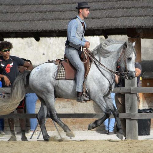 01-image-actu-visite-camargue-manade-vente-chevaux-eleveur-camargue-gardians-taureaux-gard-30