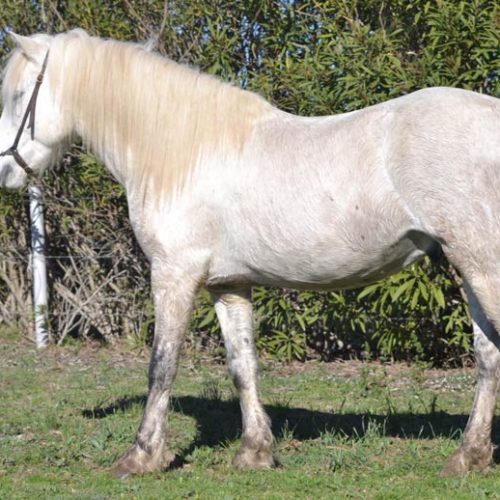 012-photo-manade-vente-chevaux-eleveur-camargue-gardians-taureaux-gard-30