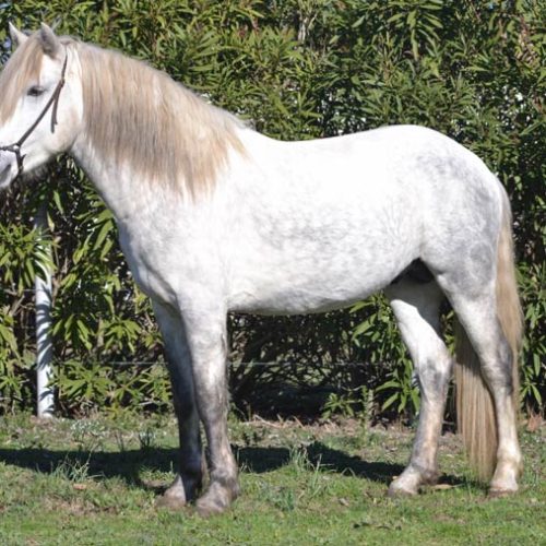 013-photo-manade-vente-chevaux-eleveur-camargue-gardians-taureaux-gard-30