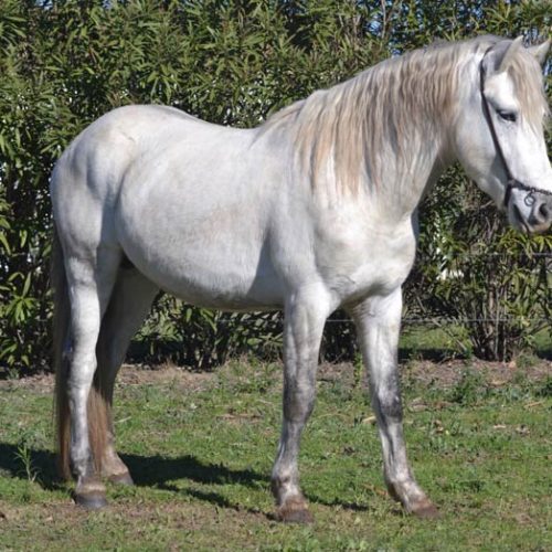 014-photo-manade-vente-chevaux-eleveur-camargue-gardians-taureaux-gard-30