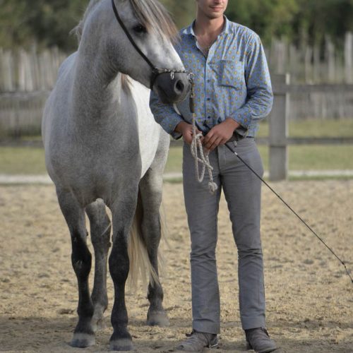 018-photo-manade-vente-chevaux-eleveur-camargue-gardians-taureaux-gard-30