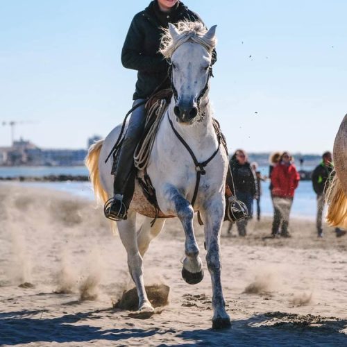 021-photo-manade-vente-chevaux-eleveur-camargue-gardians-taureaux-gard-30