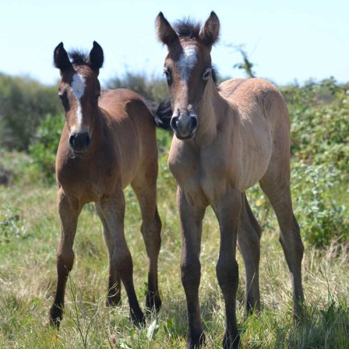 022-photo-manade-vente-chevaux-eleveur-camargue-gardians-taureaux-gard-30