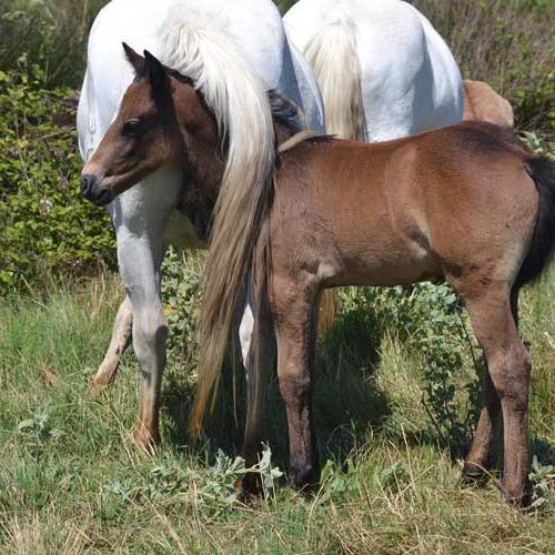 023-photo-manade-vente-chevaux-eleveur-camargue-gardians-taureaux-gard-30