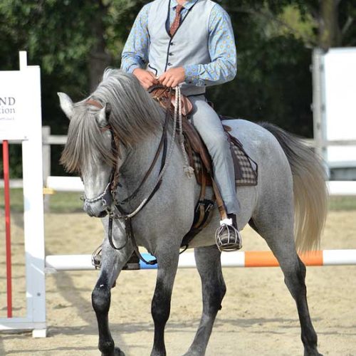 03-image-actu-visite-camargue-manade-vente-chevaux-eleveur-camargue-gardians-taureaux-gard-30