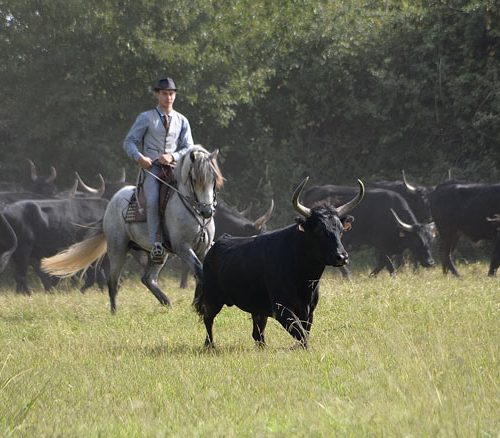 06-image-actu-visite-camargue-manade-vente-chevaux-eleveur-camargue-gardians-taureaux-gard-30