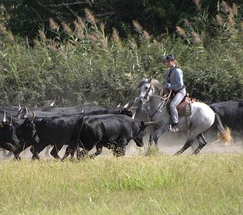 07-image-actu-visite-camargue-manade-vente-chevaux-eleveur-camargue-gardians-taureaux-gard-30