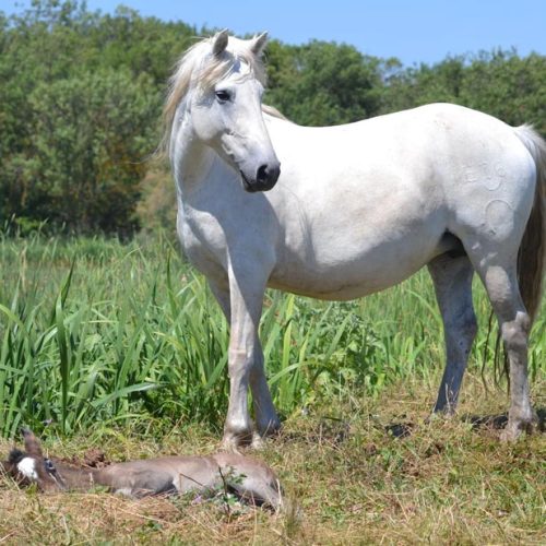 slider-13-manade-vente-chevaux-eleveur-camargue-gardians-taureaux-gard-30