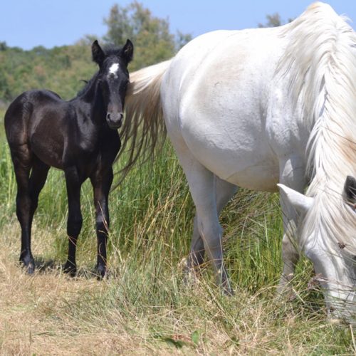 slider-15-manade-vente-chevaux-eleveur-camargue-gardians-taureaux-gard-30