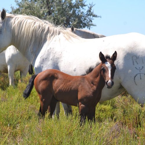 slider-17-manade-vente-chevaux-eleveur-camargue-gardians-taureaux-gard-30