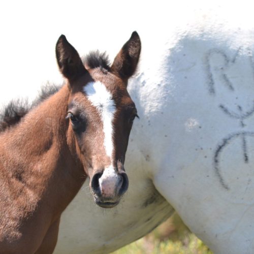 slider-18-manade-vente-chevaux-eleveur-camargue-gardians-taureaux-gard-30