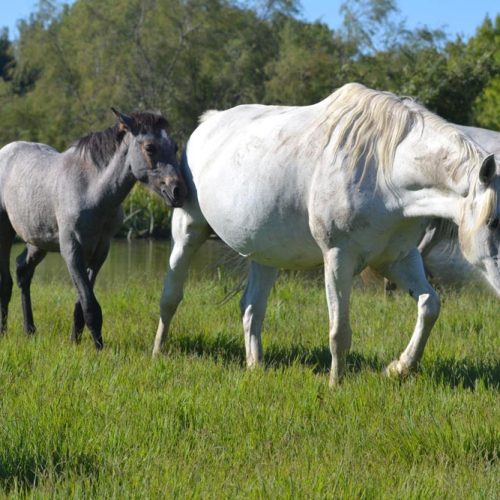 slider-20-manade-vente-chevaux-eleveur-camargue-gardians-taureaux-gard-30