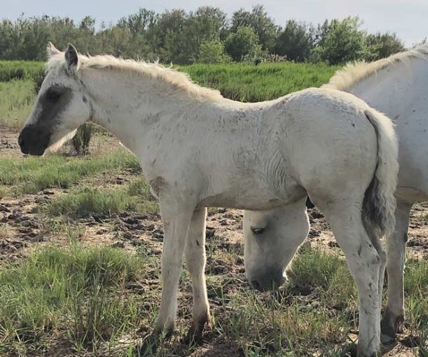 élevage di gold cheval à la vente en Occitanie