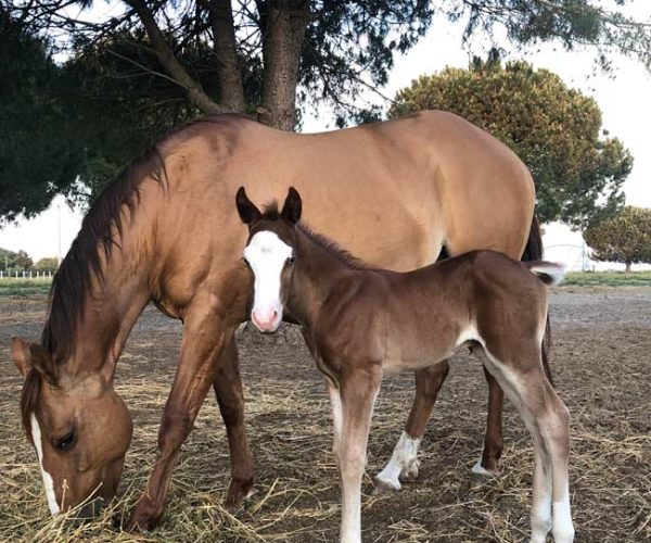 élevage di gold cheval à la vente en Occitanie