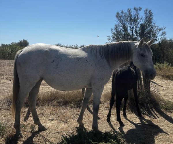 élevage di gold cheval à la vente proche Montpellier