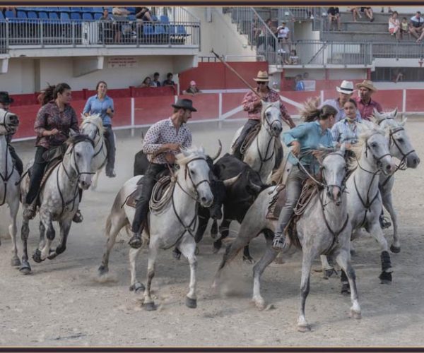 Spectacle camarguais manade Marié occitanie