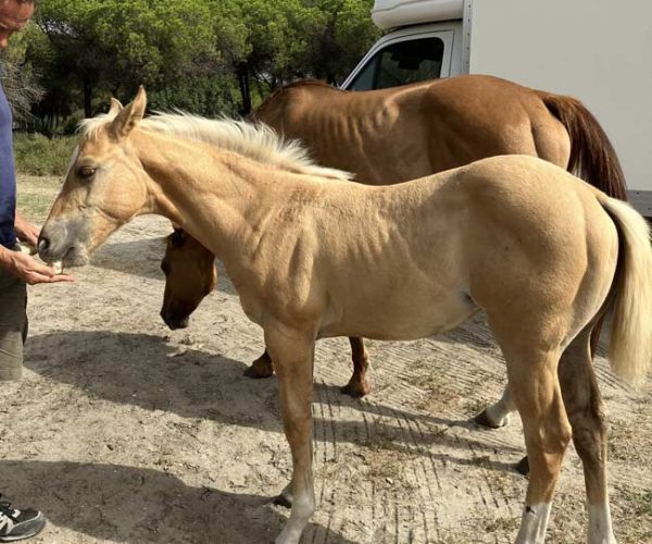 élevage di gold cheval à la vente proche Montpellier