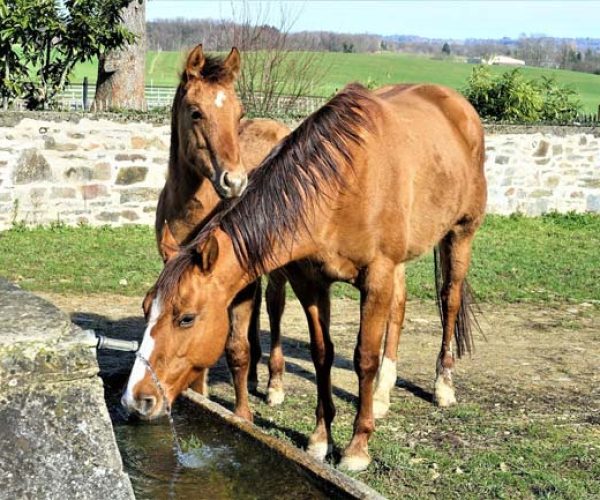 élevage di gold cheval à la vente proche Montpellier