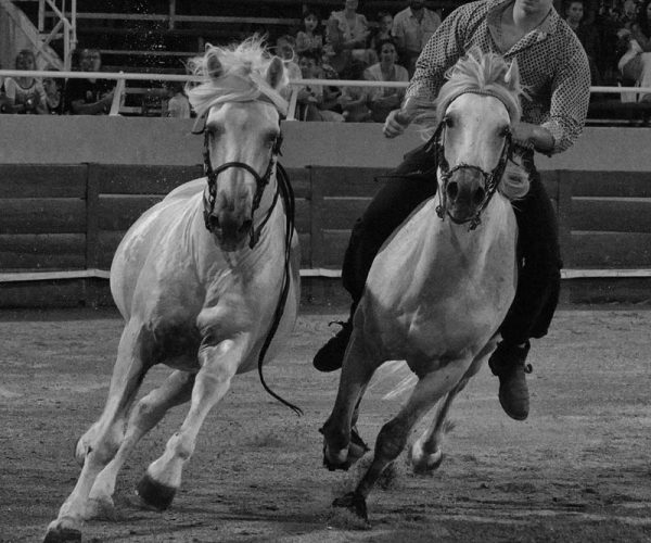 Spectacle camarguais manade Marié dans le 30