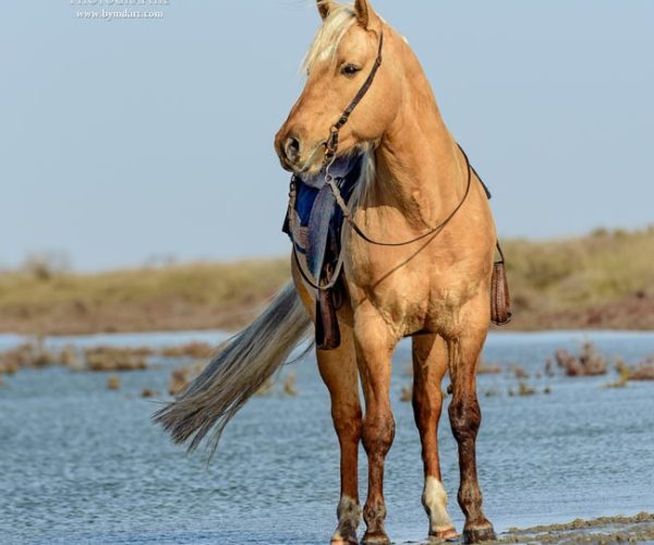 élevage di gold cheval à la vente dans le 30